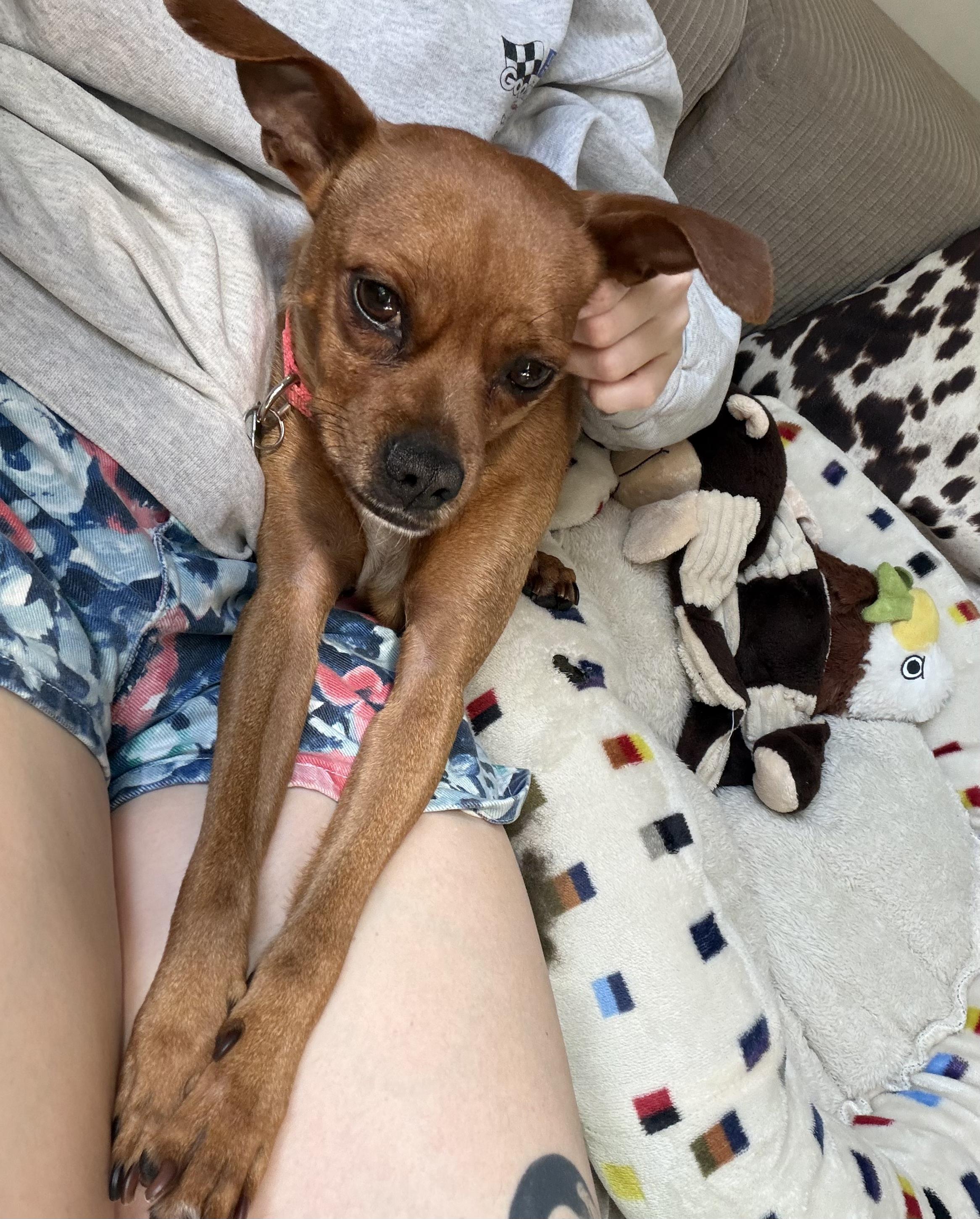 Paco, an adopted mixed breed in Brooklyn, NY image 5/6