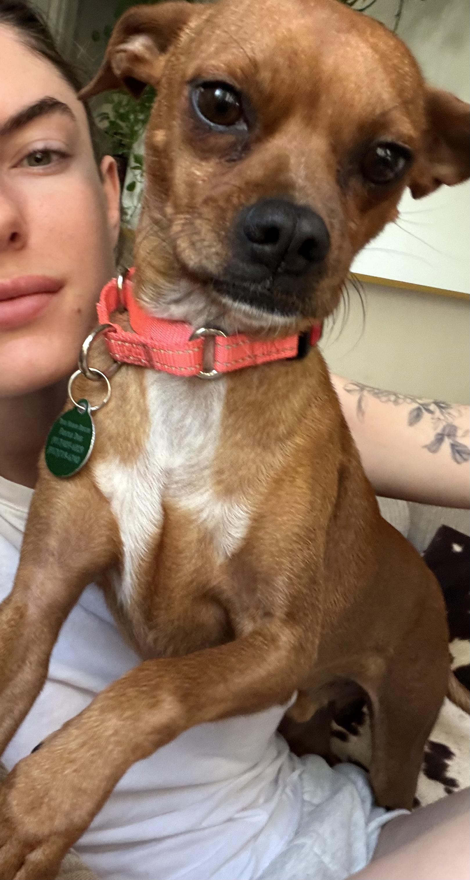 Paco, an adopted mixed breed in Brooklyn, NY image 6/6
