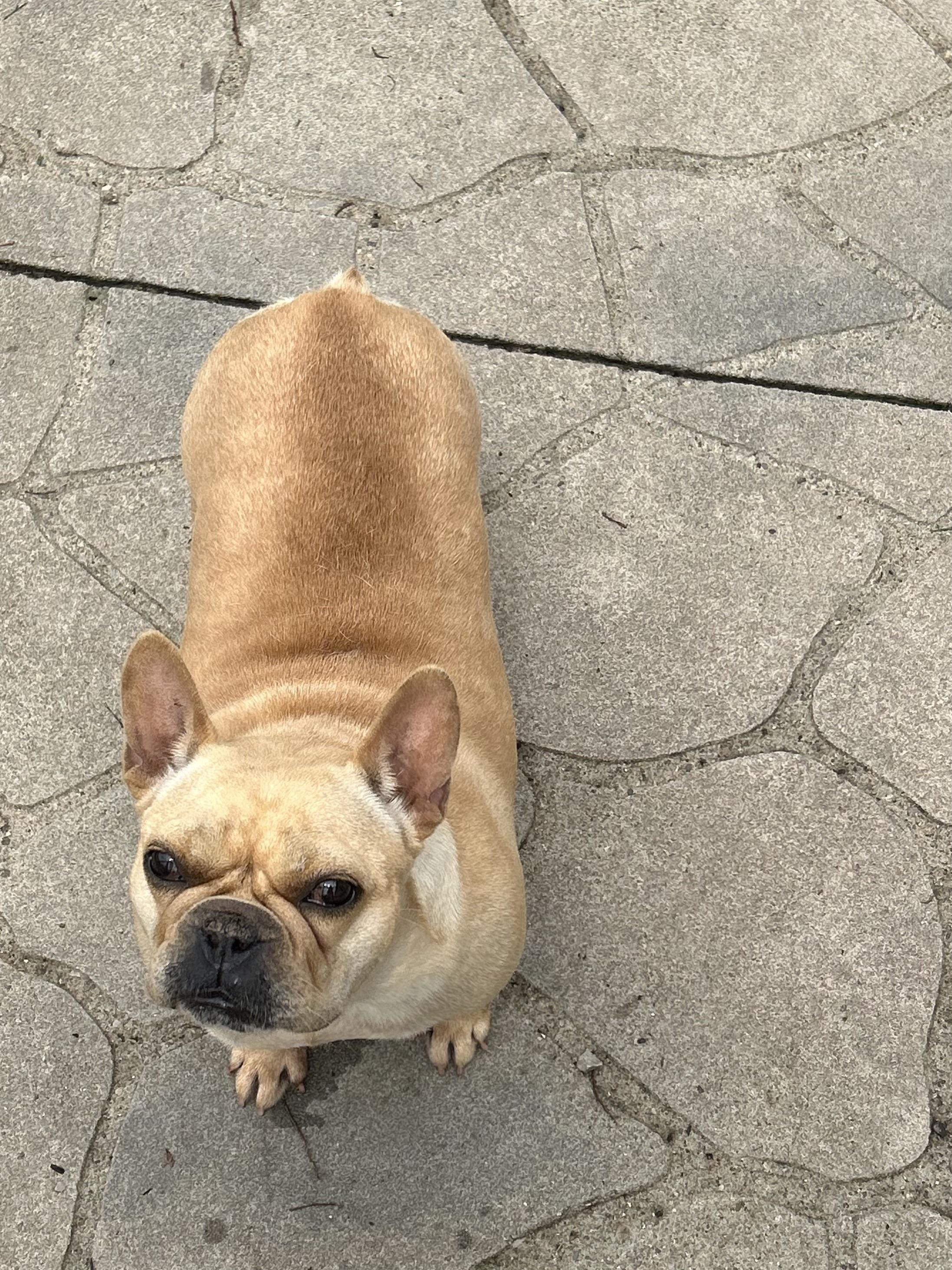 Bella., Adoptable, Adult Female French Bulldog.