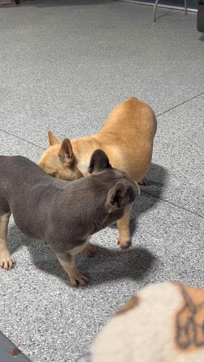 Enlarge Bella., a Adoptable French Bulldog in Maumee , OH video 3/3