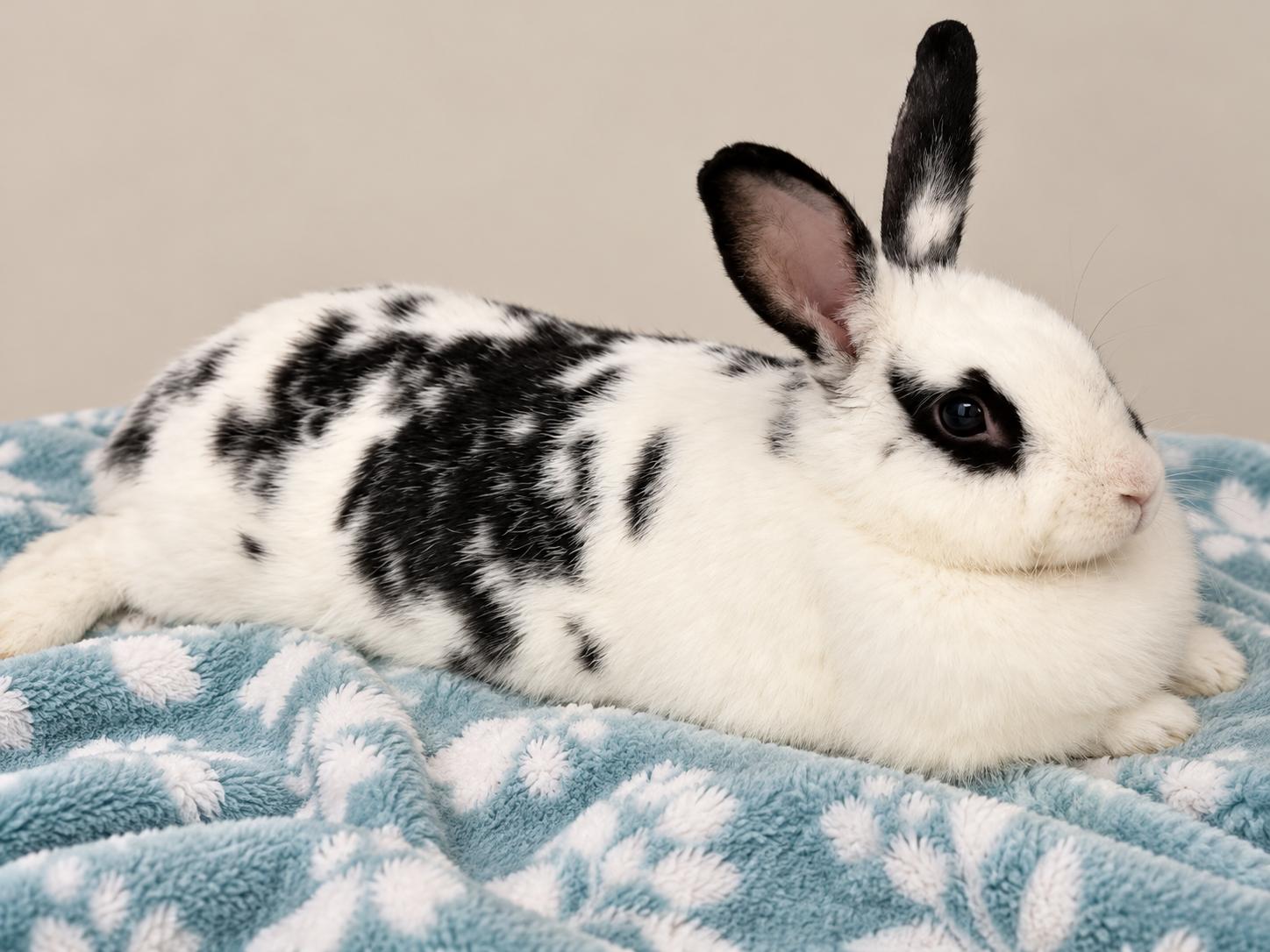 Melanie, Adoptable, Adult Female New Zealand & Bunny Rabbit.