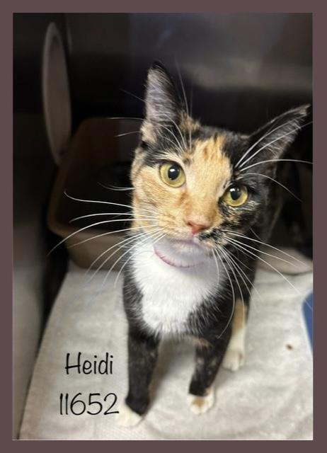 HEIDI Domestic Short Hair Cat