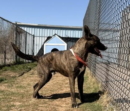 Monty, a Adoptable mixed breed in Balch Springs, TX image 1/3