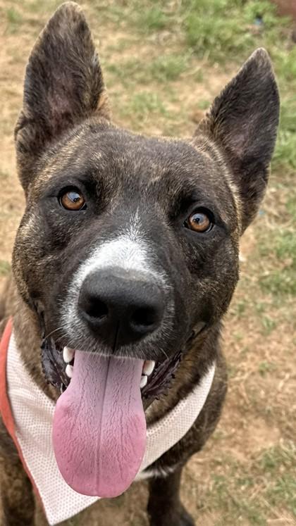 Monty, a Adoptable mixed breed in Balch Springs, TX image 2/3