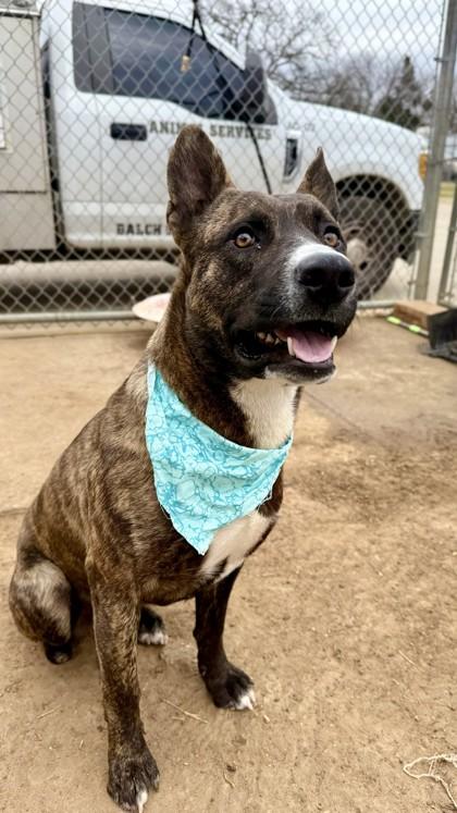 Monty, a Adoptable mixed breed in Balch Springs, TX image 3/3