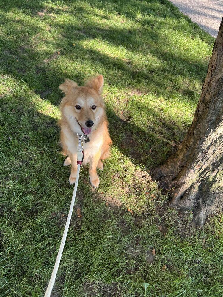 Enlarge Miso, a Adoptable Jindo in Long Island City, NY image 1/5