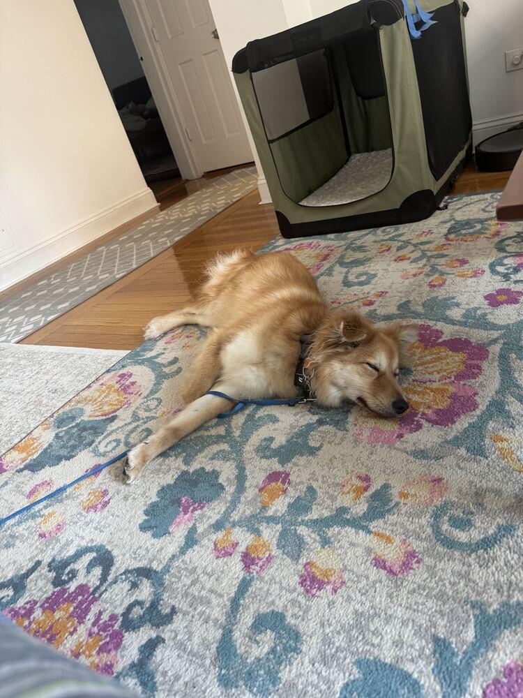 Enlarge Miso, a Adoptable Jindo in Long Island City, NY image 2/5