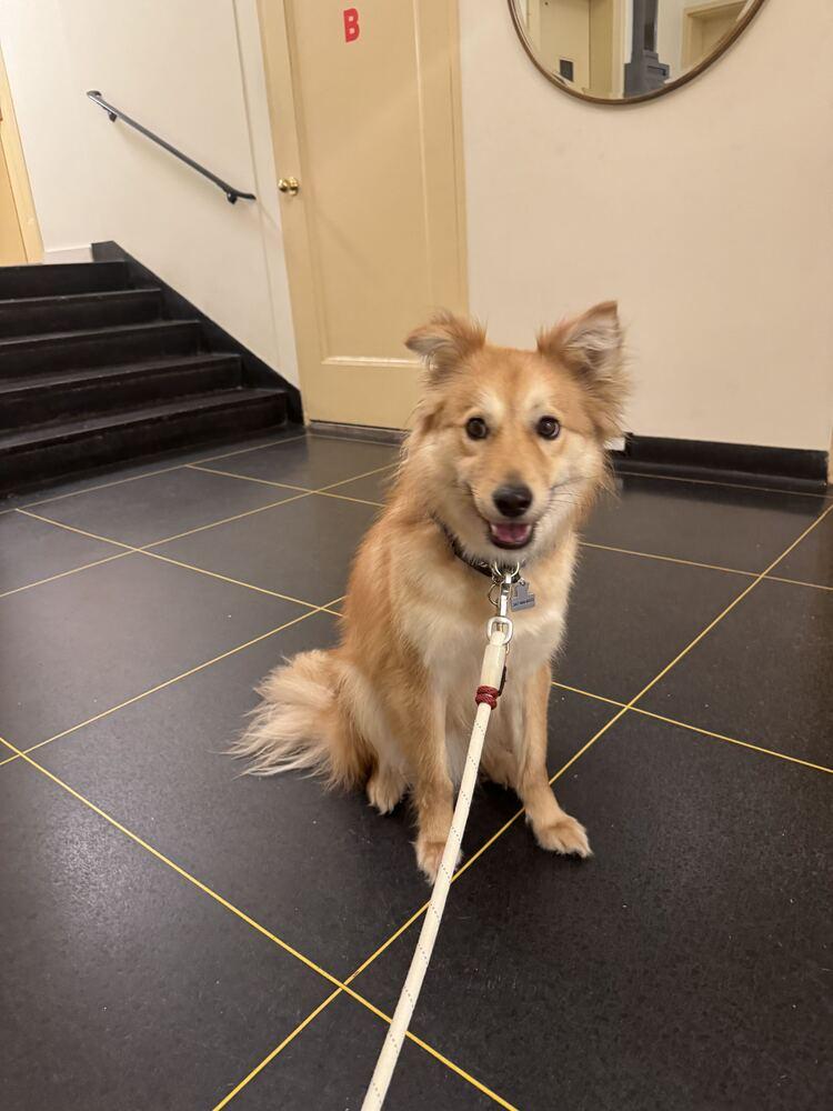 Enlarge Miso, a Adoptable Jindo in Long Island City, NY image 3/5