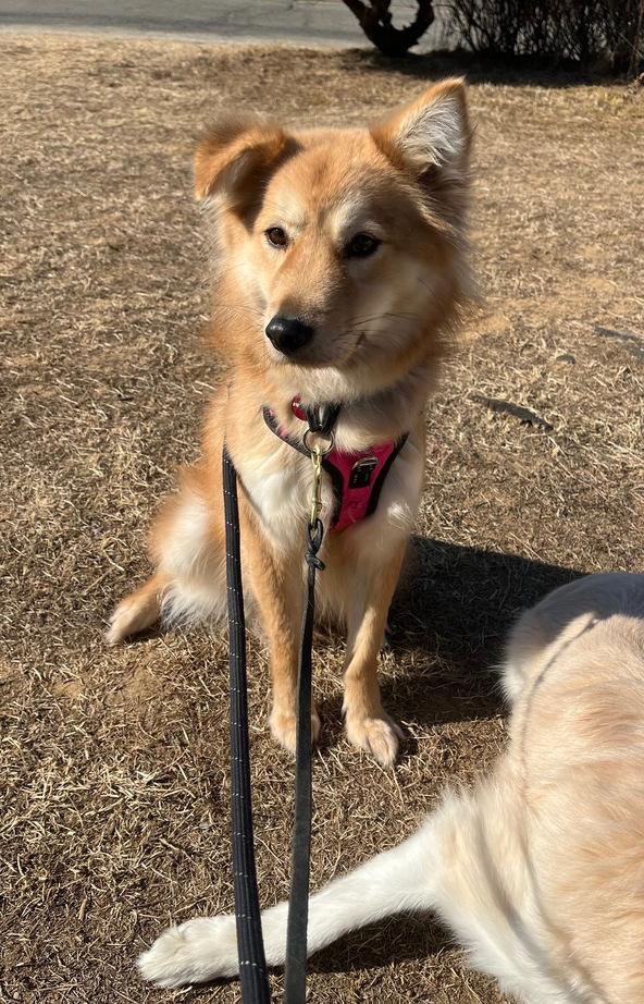 Enlarge Miso, a Adoptable Jindo in Long Island City, NY image 4/5