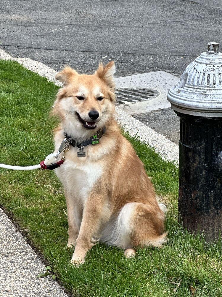 Enlarge Miso, a Adoptable Jindo in Long Island City, NY image 5/5