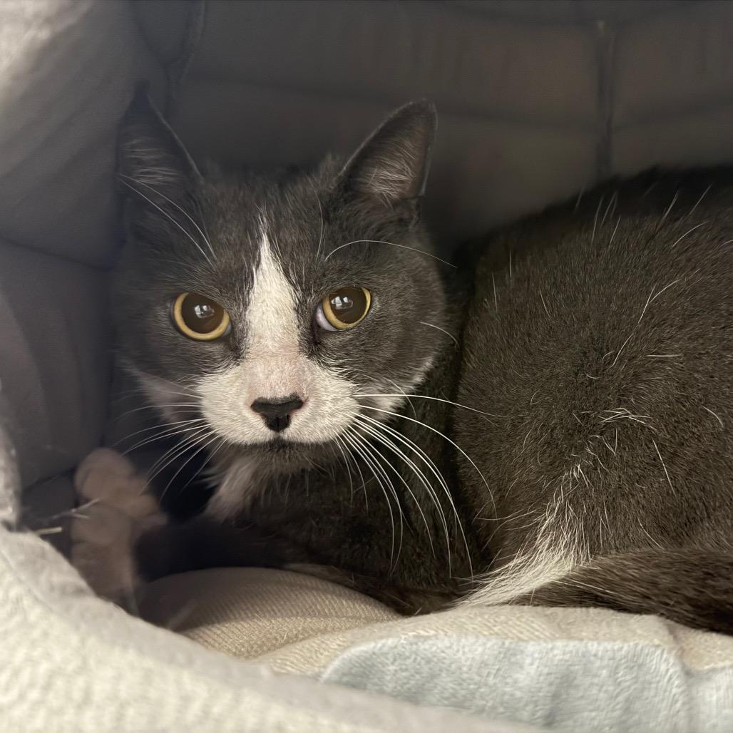 Cody, Adoptable, Senior Male Domestic Short Hair.