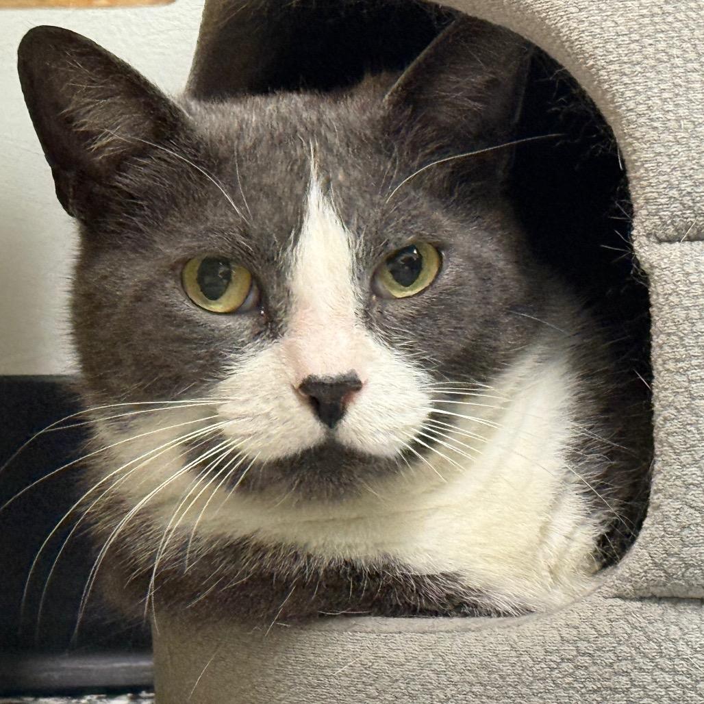 Enlarge Cody, a Adoptable Domestic Short Hair in Ponte Vedra Beach, FL image 2/2