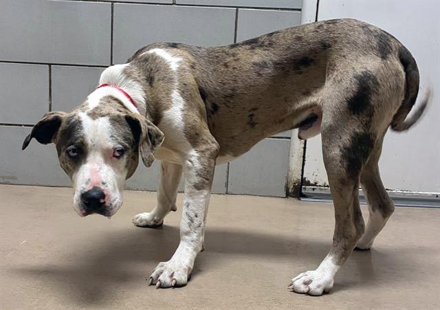 Enlarge Round About, an adopted Mixed Breed in Nashville, TN image 1/1