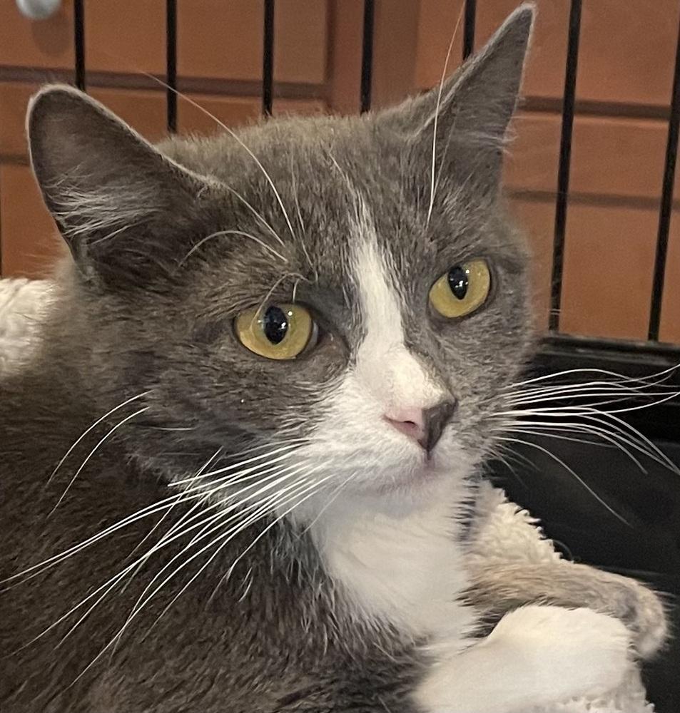 Enlarge NAOMI, a Adoptable Domestic Short Hair in Southbury, CT image 1/5