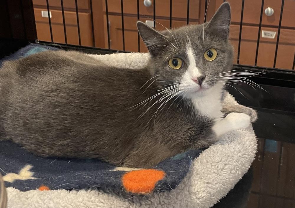 Enlarge NAOMI, a Adoptable Domestic Short Hair in Southbury, CT image 2/5