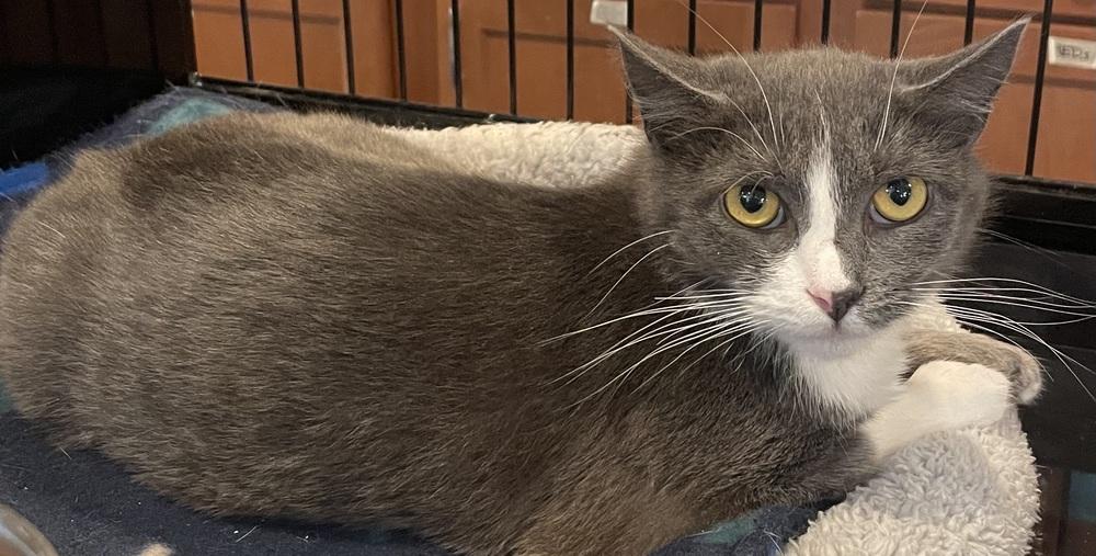 Enlarge NAOMI, a Adoptable Domestic Short Hair in Southbury, CT image 5/5