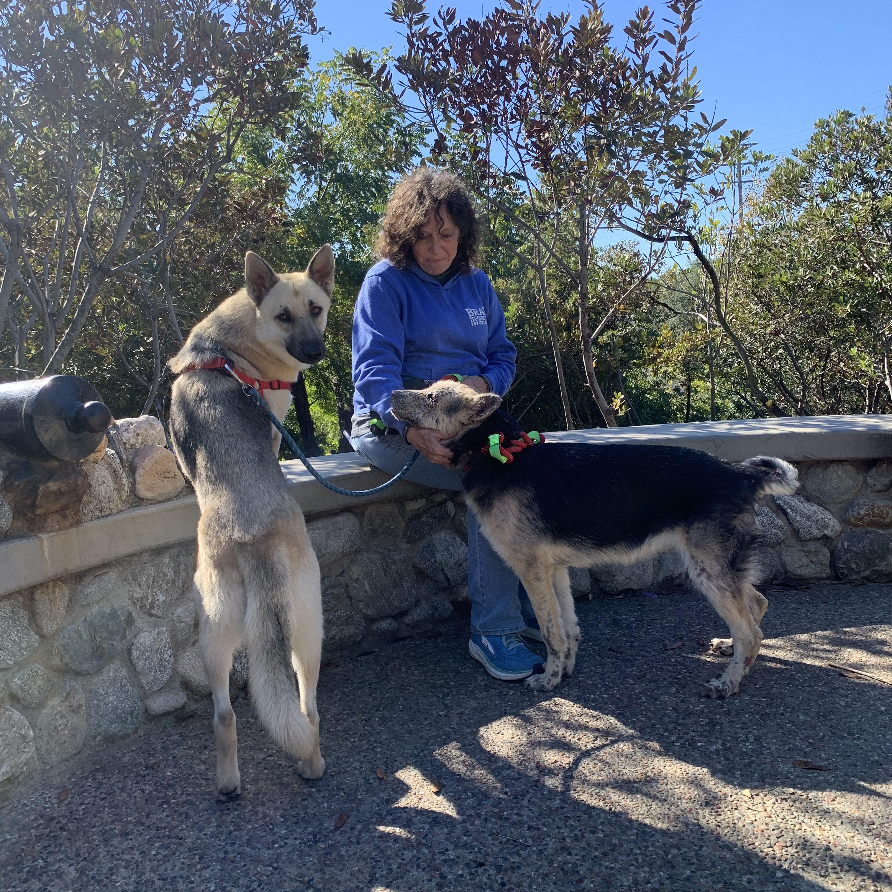 Enlarge Lunita, a Adoptable German Shepherd Dog in Burbank, CA image 3/6