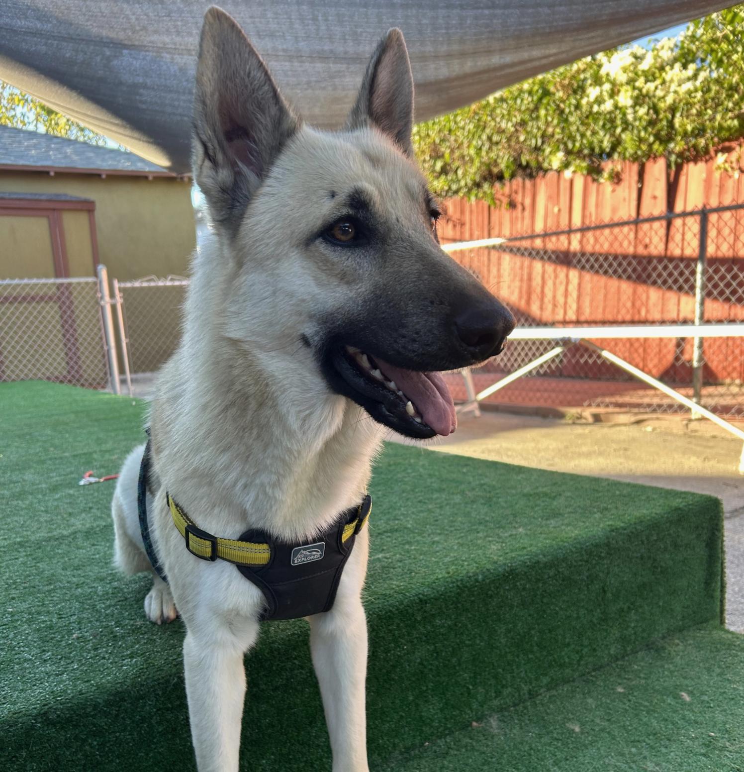 Enlarge Lunita, a Adoptable German Shepherd Dog in Burbank, CA image 5/6