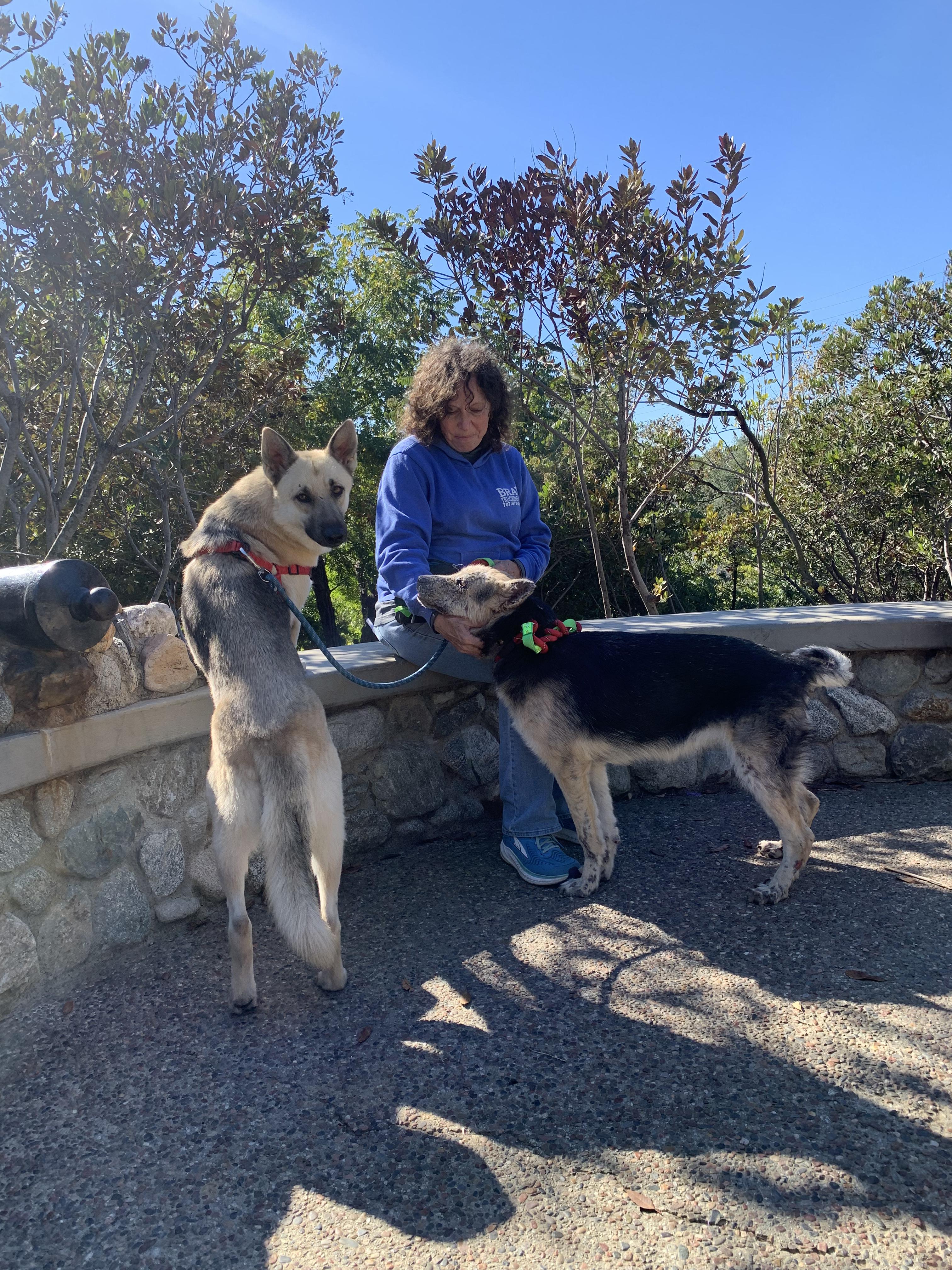 Enlarge Lunita, a Adoptable German Shepherd Dog in Burbank, CA image 4/6