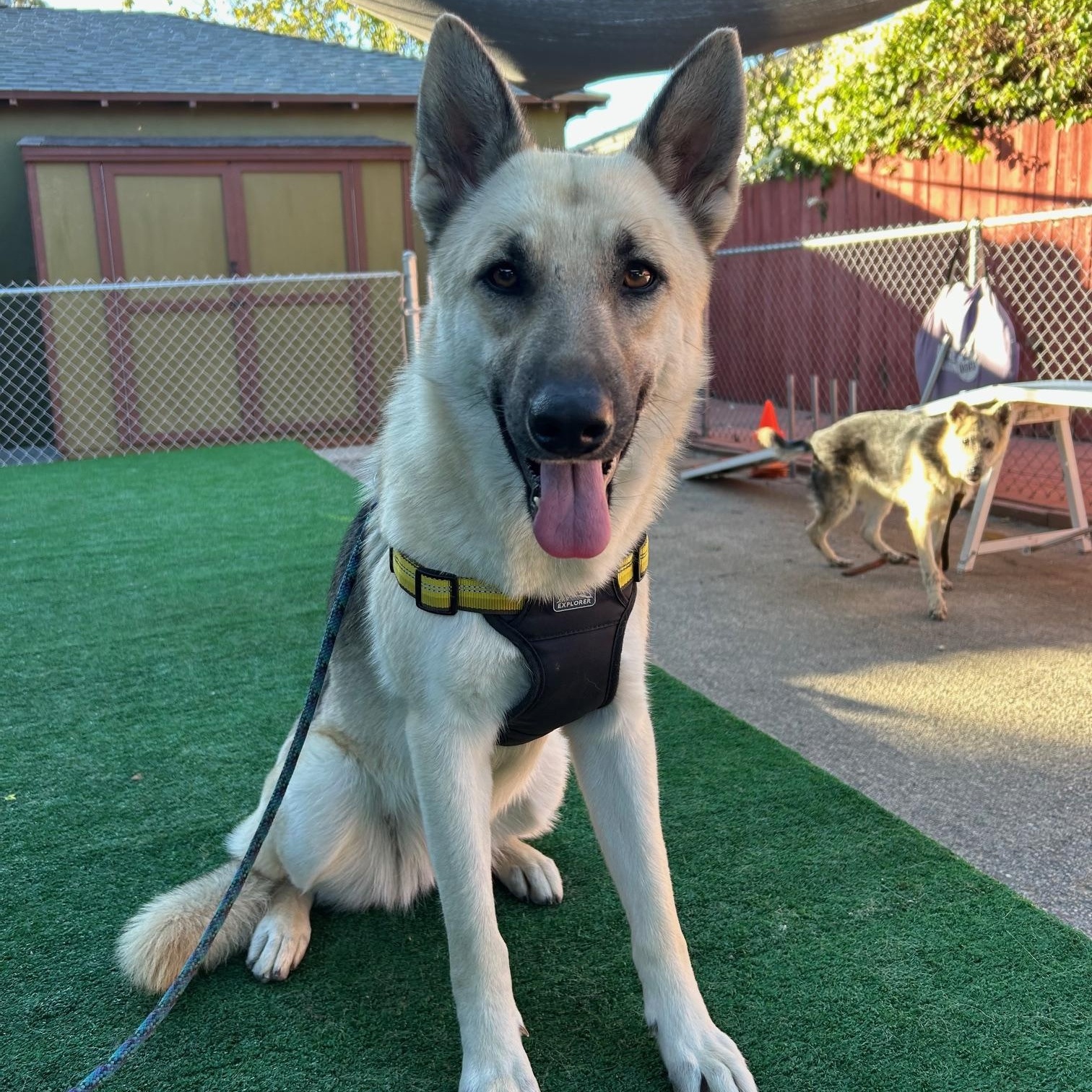 Enlarge Lunita, a Adoptable German Shepherd Dog in Burbank, CA image 1/6