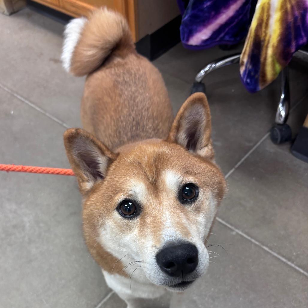 Hitachi, Adoptable, Adult Male Shiba Inu.