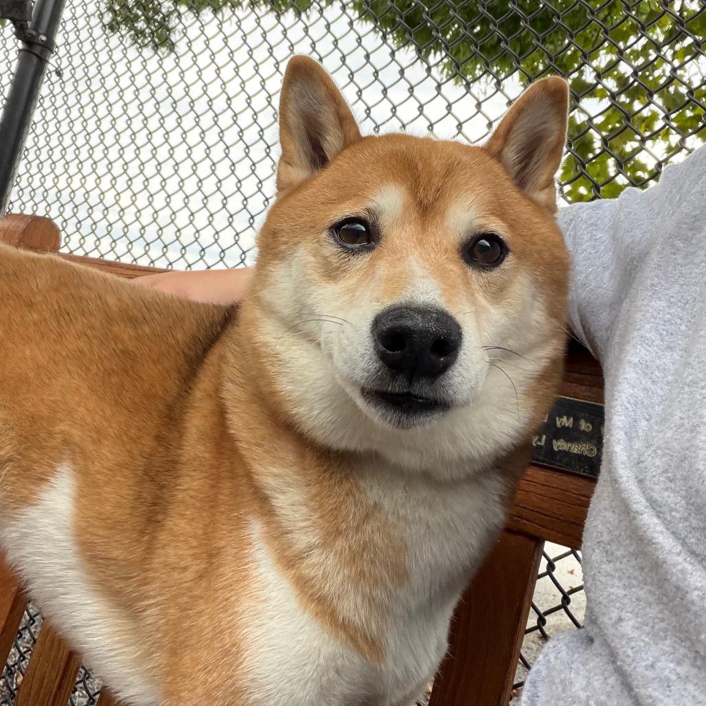 Enlarge Hitachi, a Adoptable Shiba Inu in York, PA image 2/5