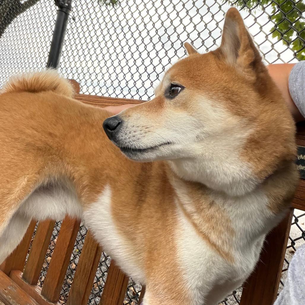 Enlarge Hitachi, a Adoptable Shiba Inu in York, PA image 3/5