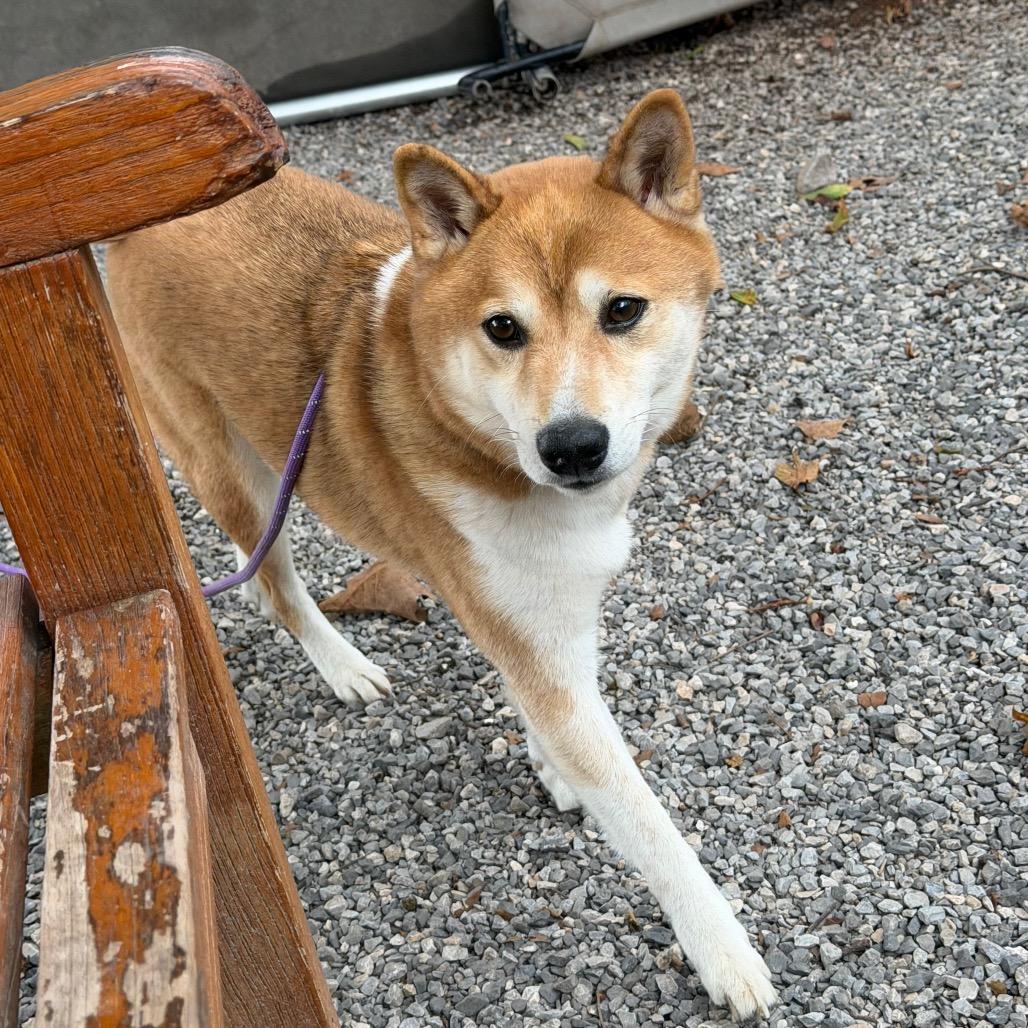 Enlarge Hitachi, a Adoptable Shiba Inu in York, PA image 4/5