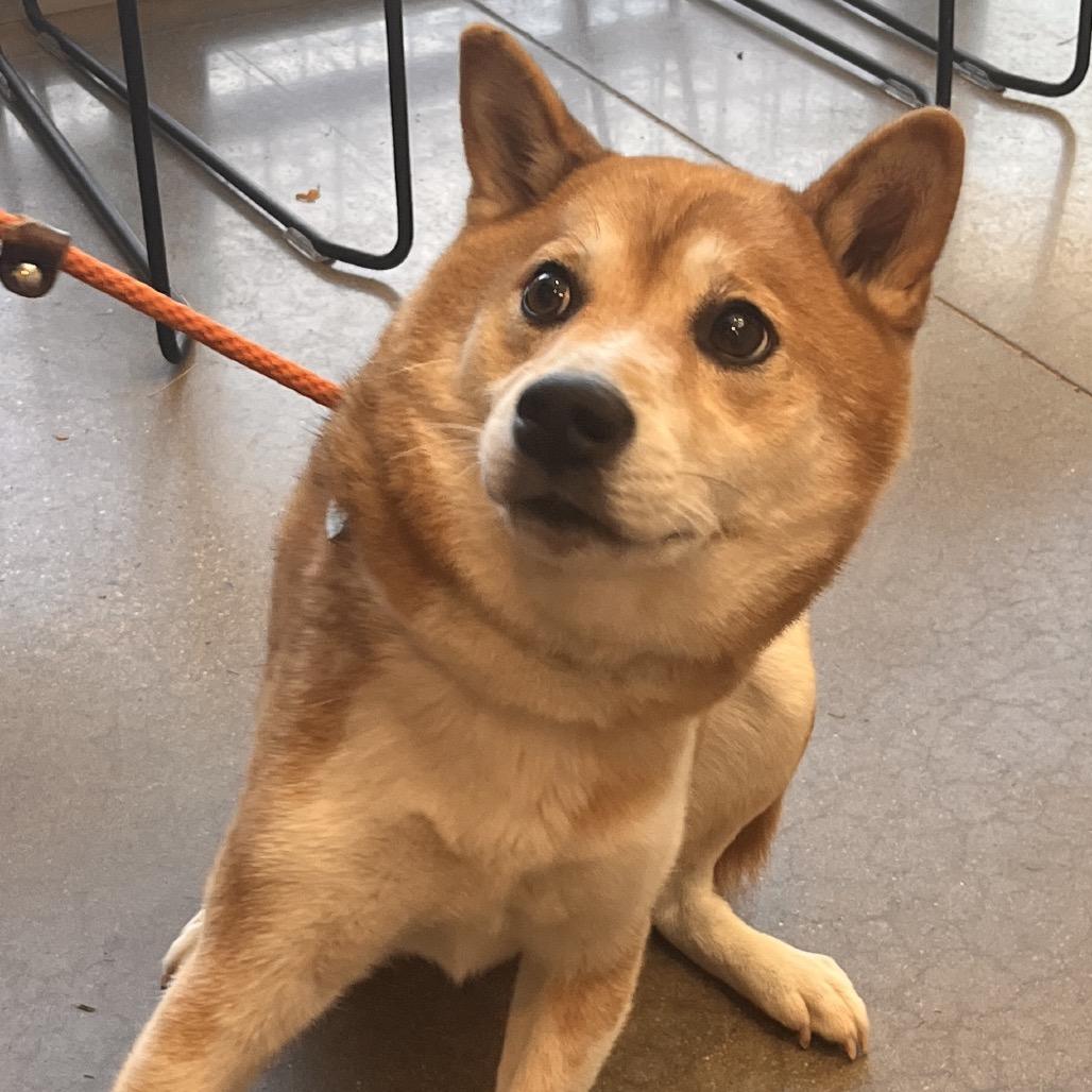 Enlarge Hitachi, a Adoptable Shiba Inu in York, PA image 5/5