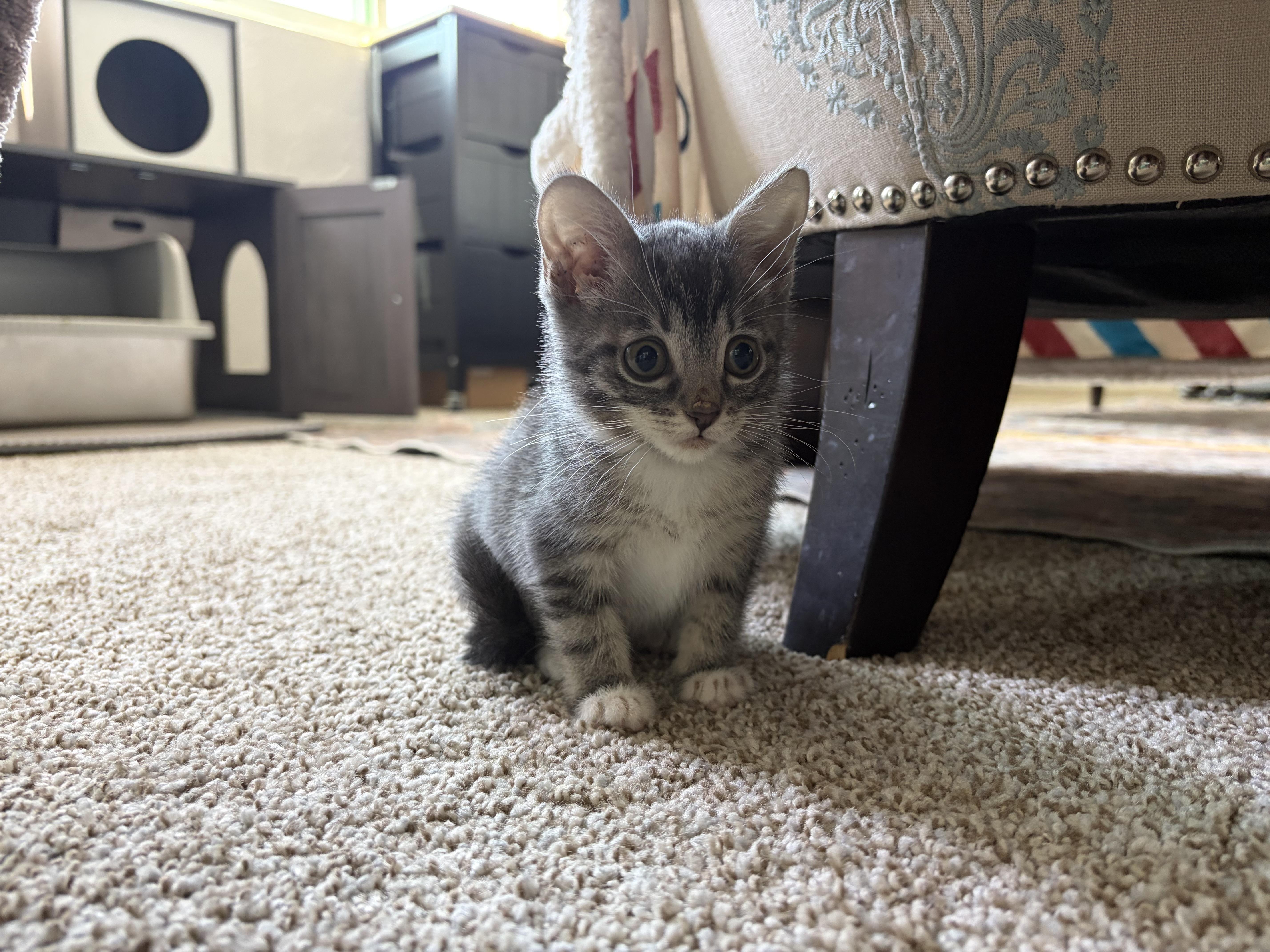 Paige, Adoptable, Kitten Female Domestic Short Hair.
