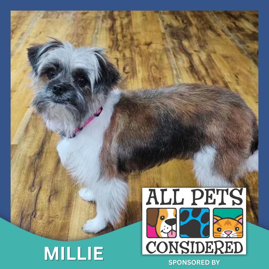 Millie, ADOPTABLE, Adult Female Maltese & Yorkshire Terrier.