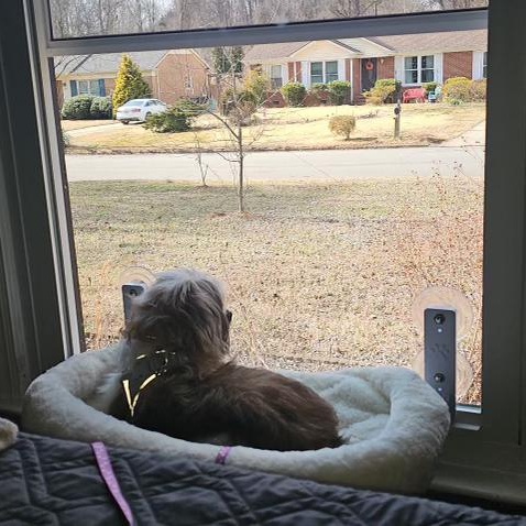 Enlarge Millie, a ADOPTABLE mixed breed in High Point, NC image 6/6