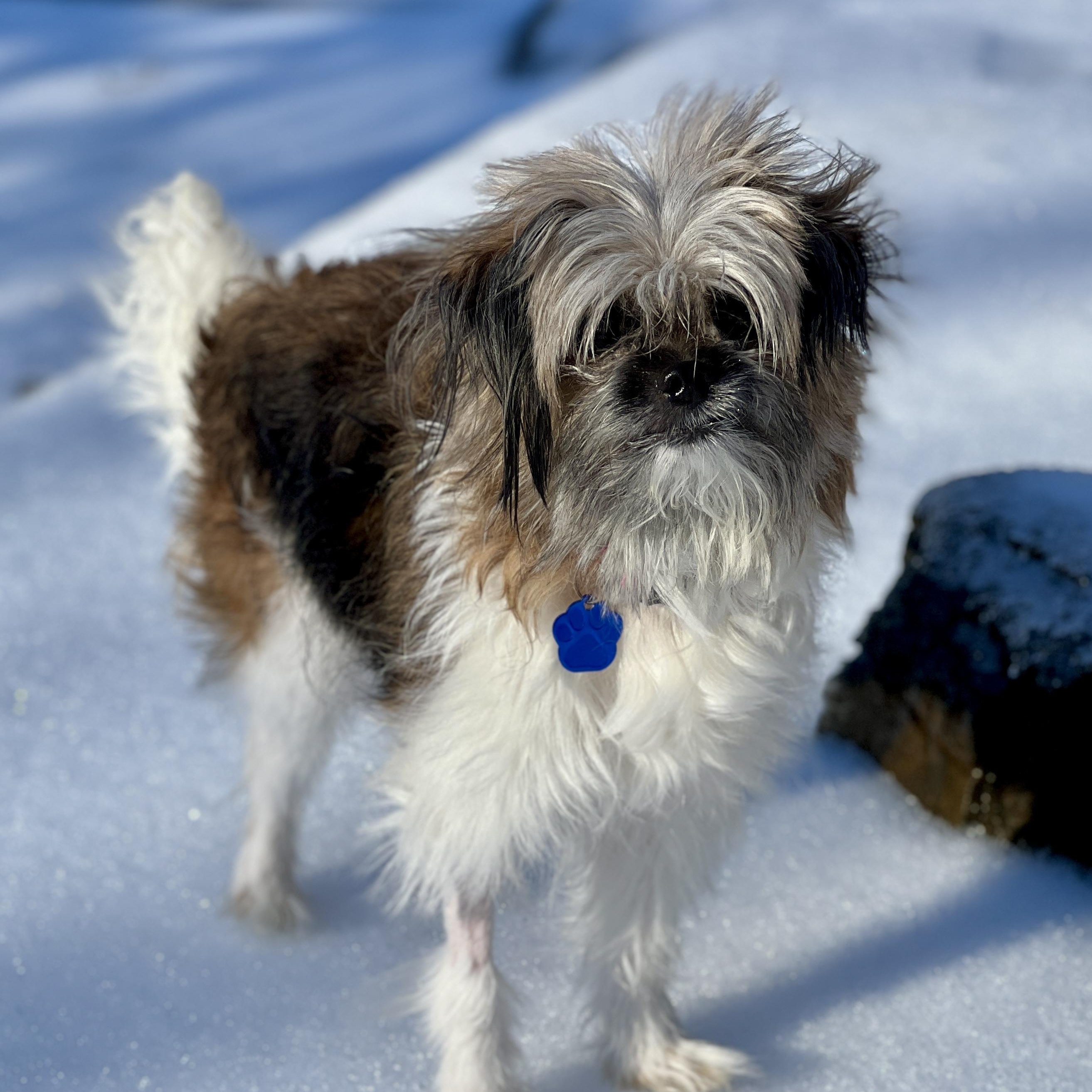 Enlarge Millie, a ADOPTABLE mixed breed in High Point, NC image 1/3