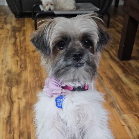 Enlarge Millie, a ADOPTABLE mixed breed in High Point, NC image 5/6