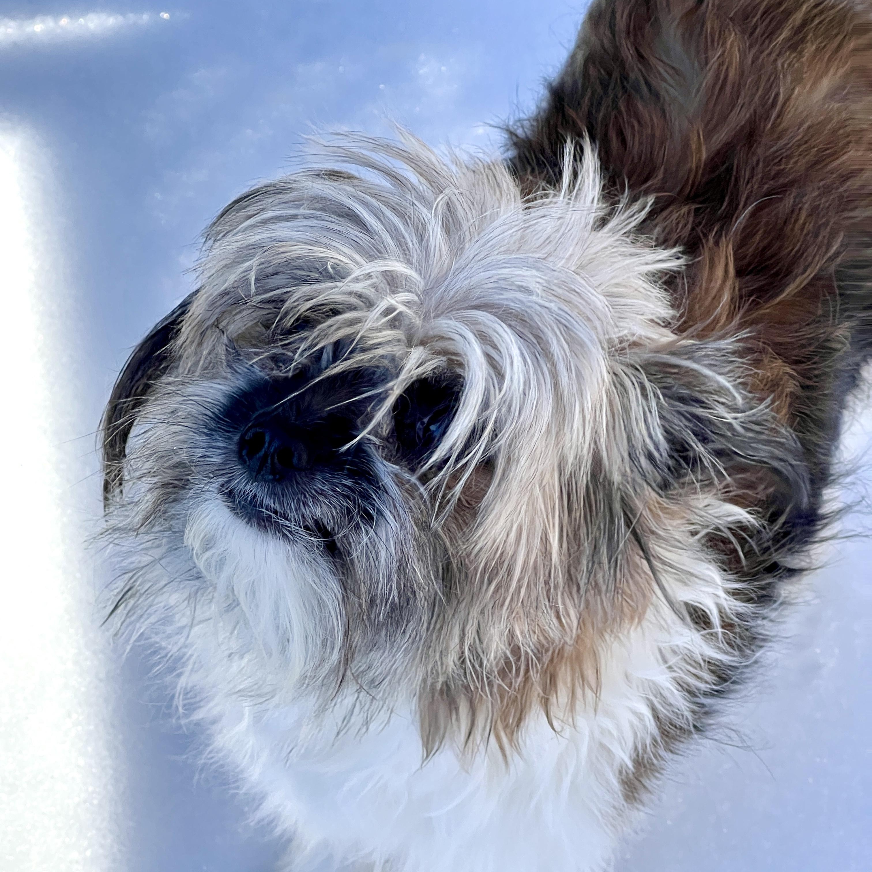 Enlarge Millie, a ADOPTABLE mixed breed in High Point, NC image 3/3