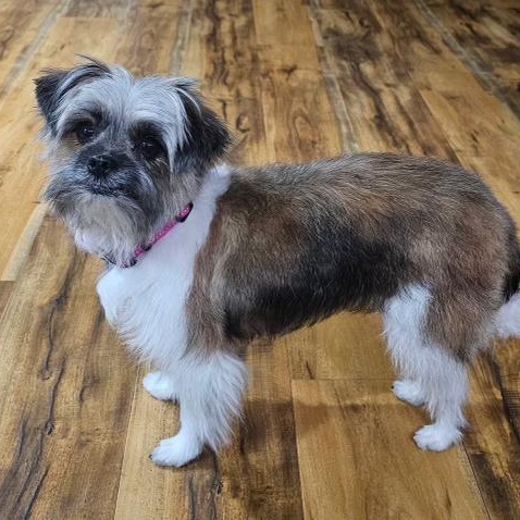 Enlarge Millie, a ADOPTABLE mixed breed in High Point, NC image 1/6