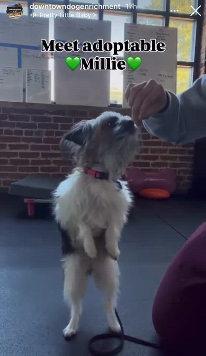 Enlarge Millie, a ADOPTABLE mixed breed in High Point, NC video 4/6