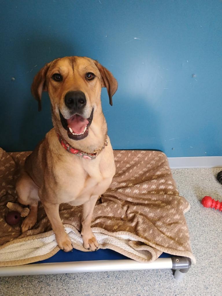 Enlarge Misty, a Adoptable mixed breed in Syracuse, IN image 1/1