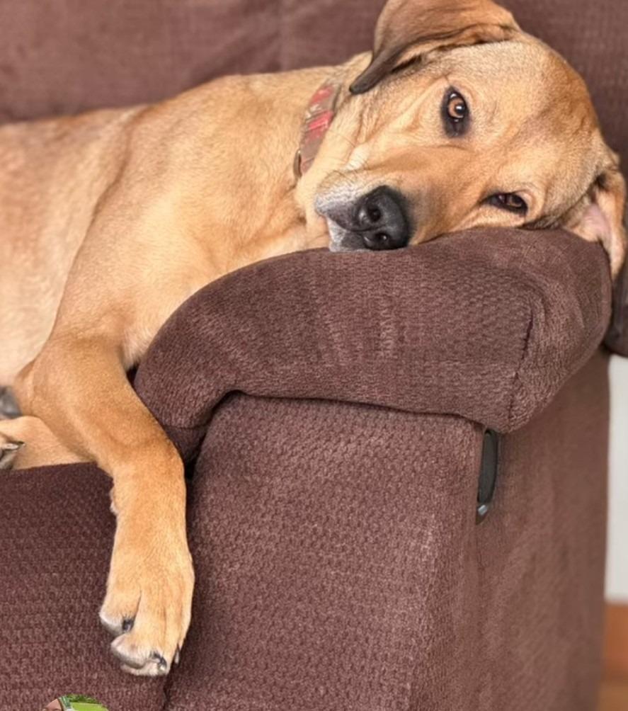 Misty, a Adoptable mixed breed in Syracuse, IN image 2/6