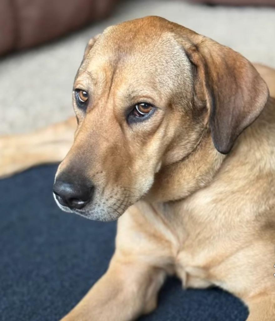 Enlarge Misty, a Adoptable mixed breed in Syracuse, IN image 2/6