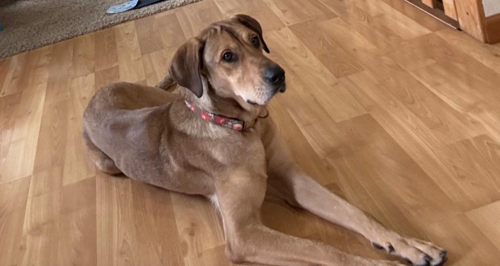 Enlarge Misty, a Adoptable mixed breed in Syracuse, IN image 3/6