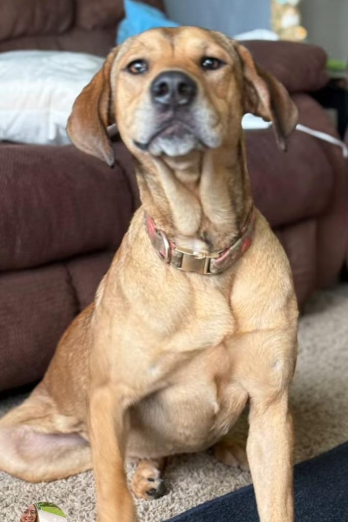 Enlarge Misty, a Adoptable mixed breed in Syracuse, IN image 4/6