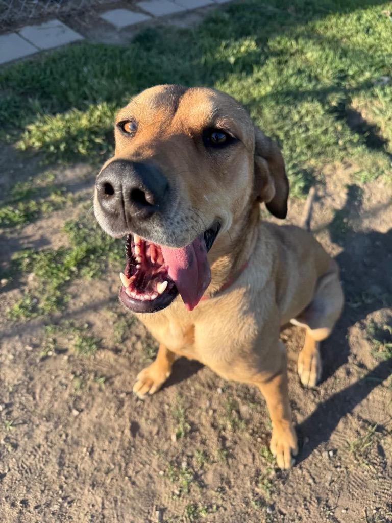 Misty, a Adoptable mixed breed in Syracuse, IN image 4/6