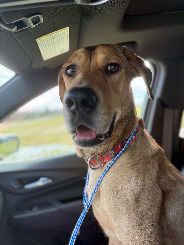 Enlarge Misty, a Adoptable mixed breed in Syracuse, IN image 5/6