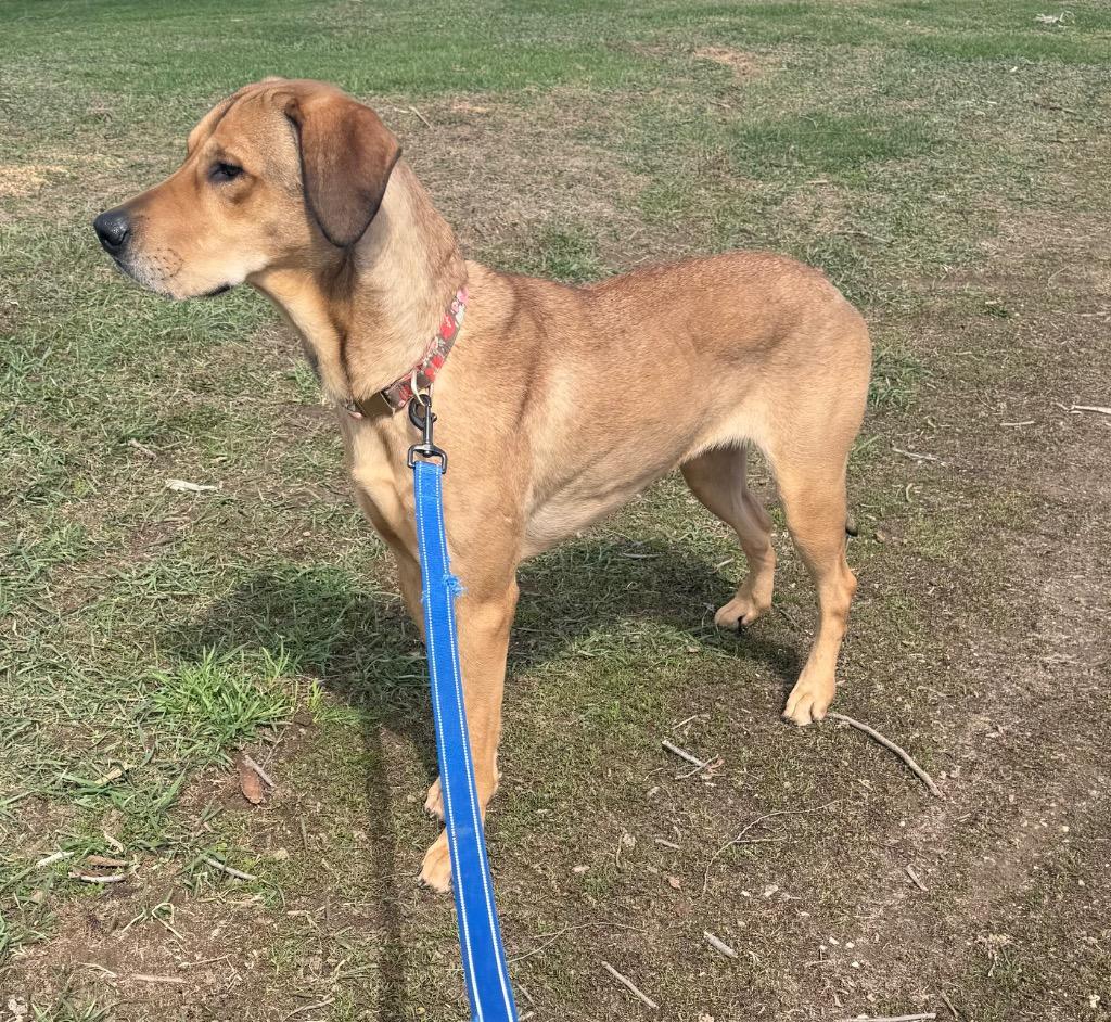 Enlarge Misty, a Adoptable mixed breed in Syracuse, IN image 6/6