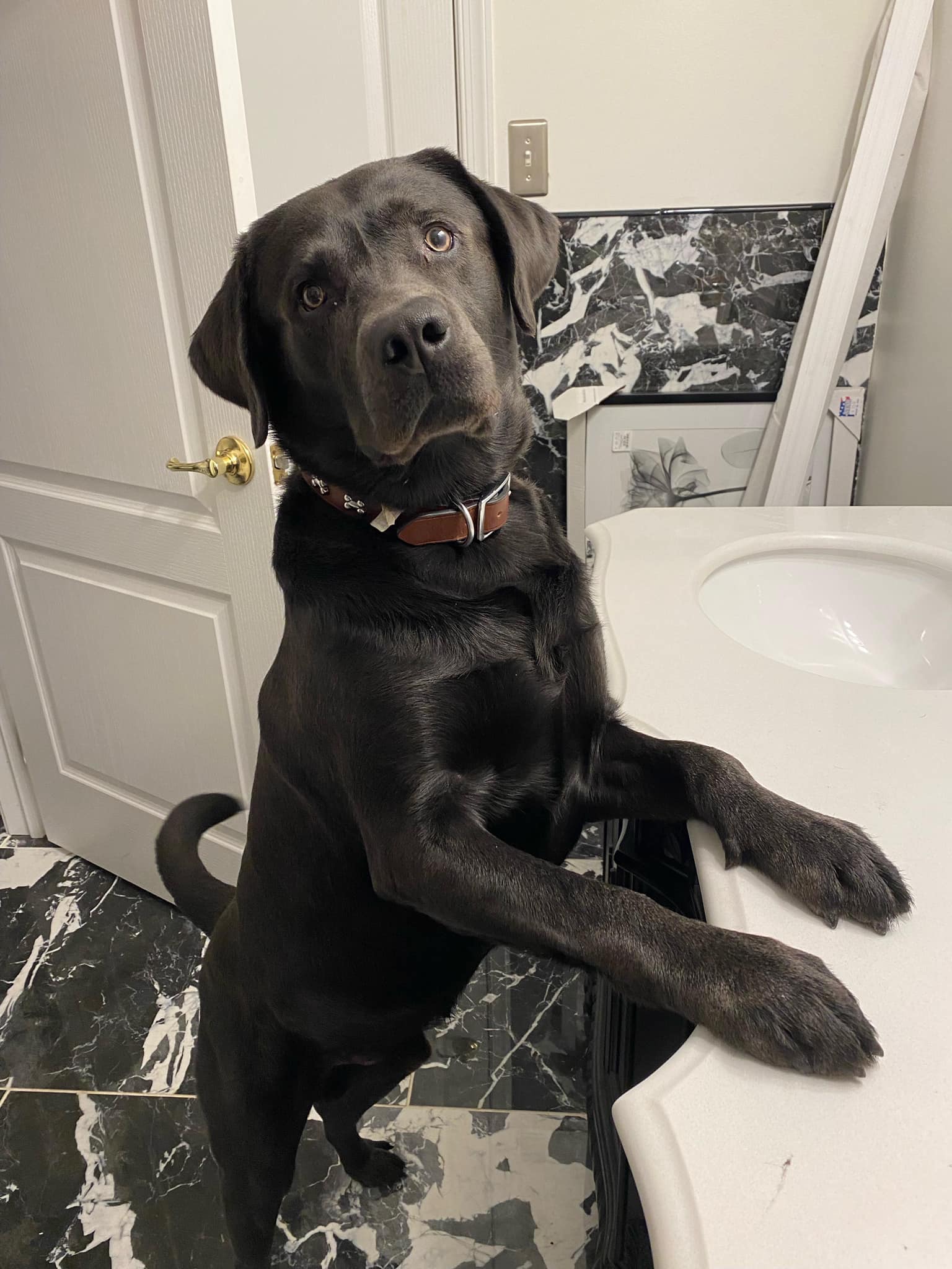 Enlarge River Blu, a Adopted Labrador Retriever in Warrington, PA image 1/6