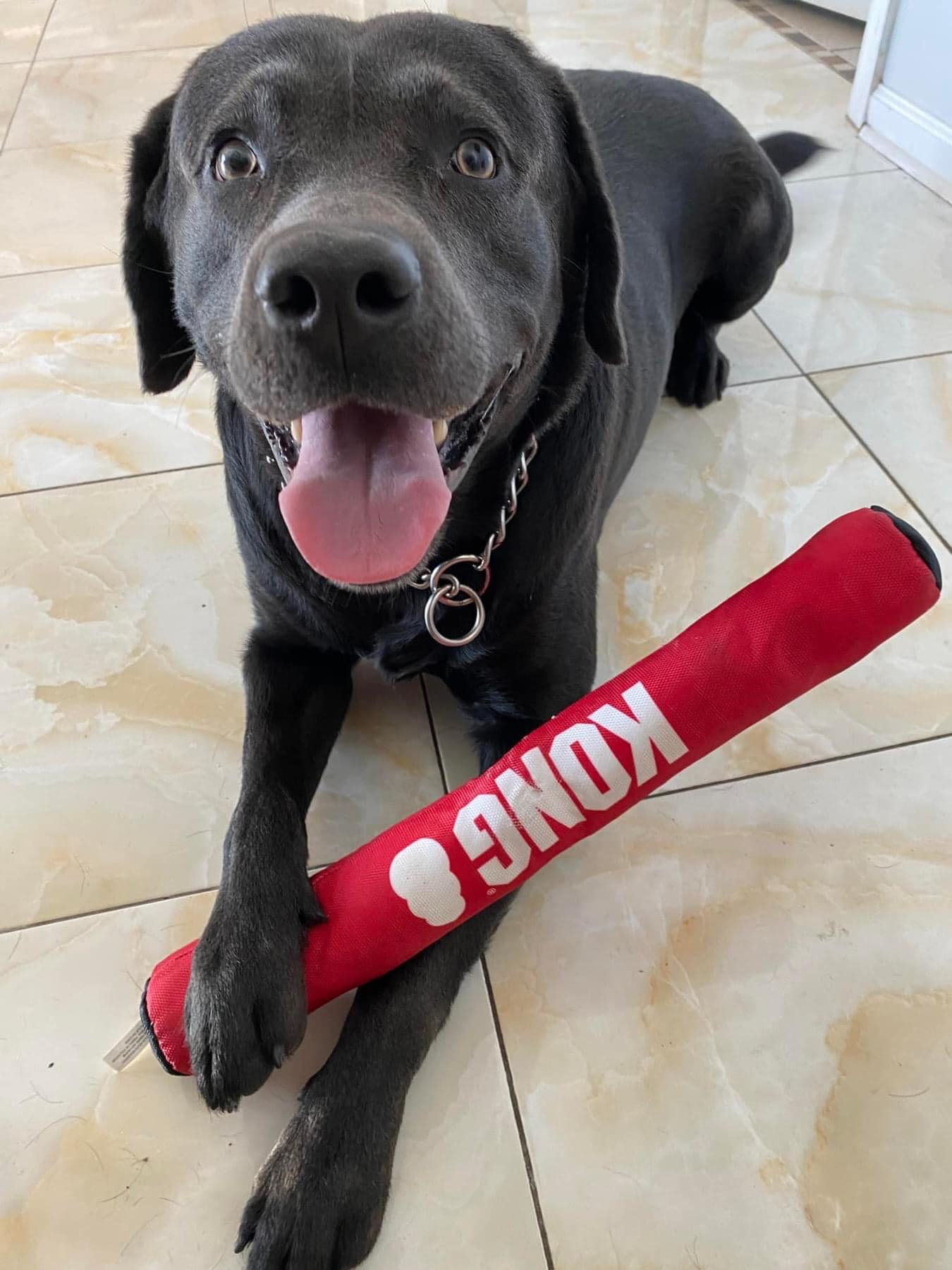 Enlarge River Blu, a Adopted Labrador Retriever in Warrington, PA image 6/6