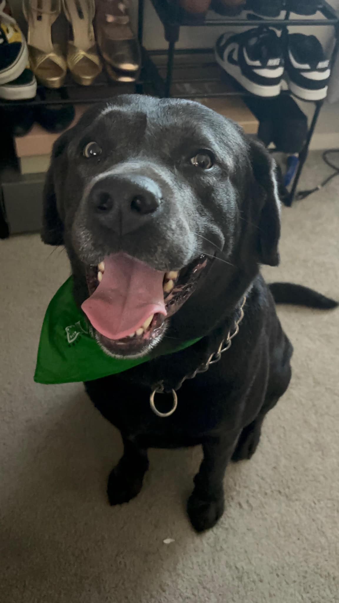 Enlarge River Blu, a Adopted Labrador Retriever in Warrington, PA image 3/6