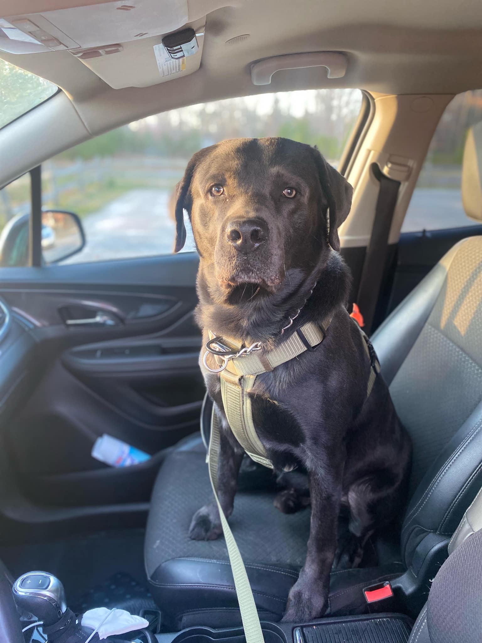 Enlarge River Blu, a Adopted Labrador Retriever in Warrington, PA image 5/6