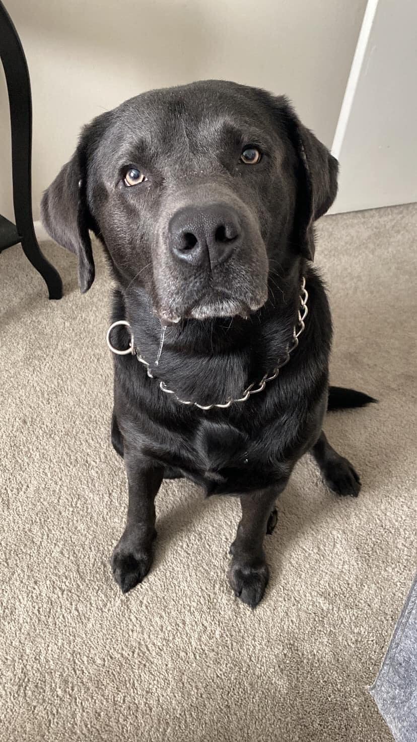 Enlarge River Blu, a Adopted Labrador Retriever in Warrington, PA image 4/6